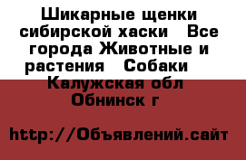 Шикарные щенки сибирской хаски - Все города Животные и растения » Собаки   . Калужская обл.,Обнинск г.